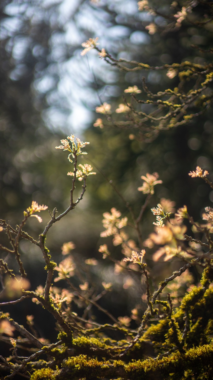 New growth. Sea-to-Sky understory.