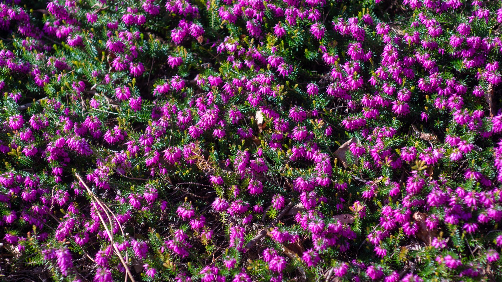 Heather in bloom.